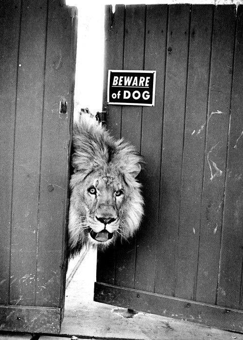 La Leonera Comunicación